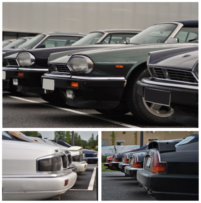 Les félins sont de sortie !